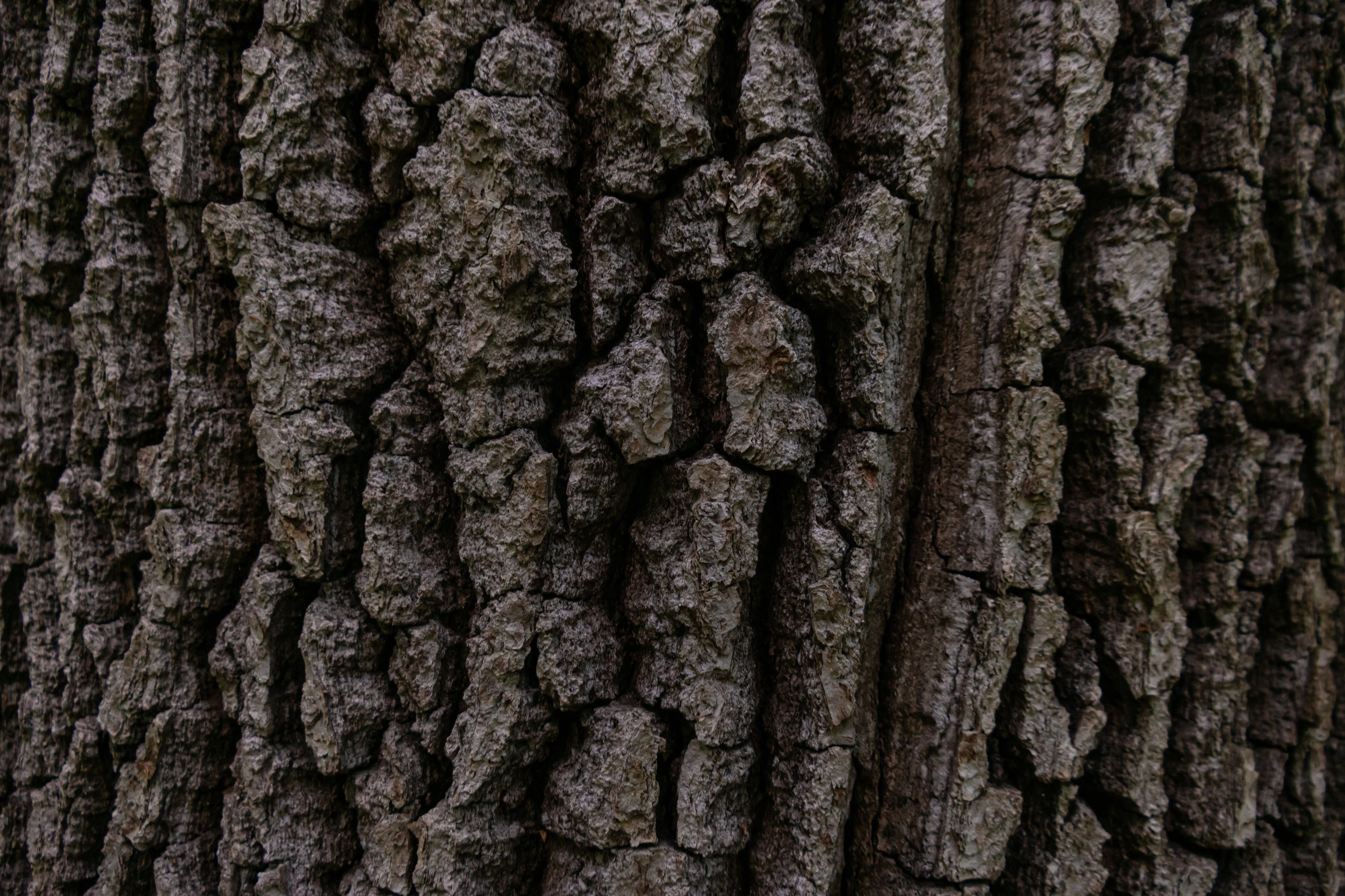 Oak Bark